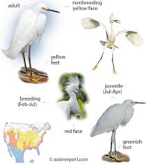 Attēlu rezultāti vaicājumam “Egretta alba adult”