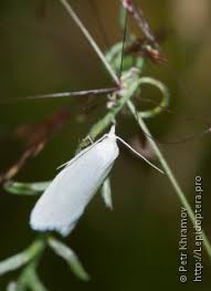 Attēlu rezultāti vaicājumam “Eana argentana”