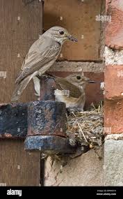 Attēlu rezultāti vaicājumam “Muscicapa striata nest”