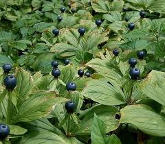 Attēlu rezultāti vaicājumam “Paris quadrifolia”