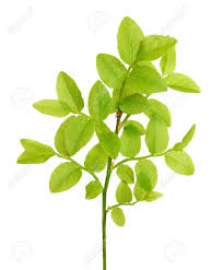 Attēlu rezultāti vaicājumam “Vaccinium myrtillus leaf”