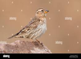 Image result for Petronia petronia