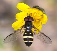 Attēlu rezultāti vaicājumam “Dasysyrphus tricinctus”