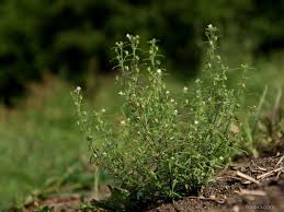 Attēlu rezultāti vaicājumam “Microrrhinum minus leaf”
