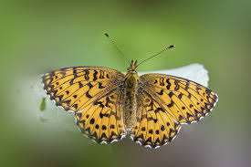 Attēlu rezultāti vaicājumam “Boloria titania underside”