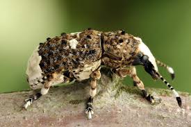 Attēlu rezultāti vaicājumam “Platystomos albinus”