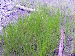 Attēlu rezultāti vaicājumam “Eleocharis palustris flower”