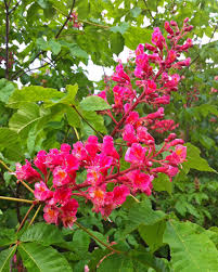 Attēlu rezultāti vaicājumam “Aesculus x hybrida flower”