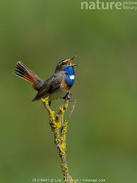 Attēlu rezultāti vaicājumam “Luscinia svecica”