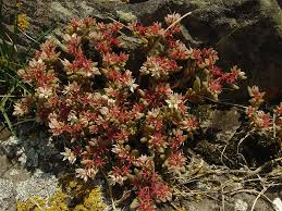 Attēlu rezultāti vaicājumam “Sedum hispanicum fruit”