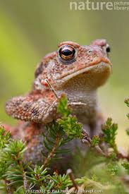 Attēlu rezultāti vaicājumam “Bufo bufo”