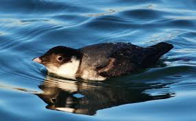 Image result for Synthliboramphus antiquus