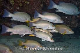 Image result for Lutjanus griseus