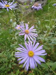 Image result for Aster amellus