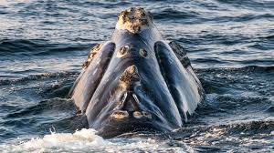 Image result for Eubalaena glacialis