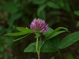 Attēlu rezultāti vaicājumam “Trifolium alpestre”