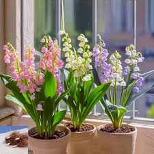 Attēlu rezultāti vaicājumam “Convallaria majalis”