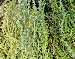 Attēlu rezultāti vaicājumam “Atriplex littoralis leaf”