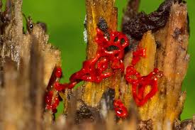 Attēlu rezultāti vaicājumam “Willkommlangea reticulata spores”