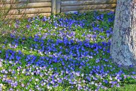 Attēlu rezultāti vaicājumam “Vinca minor flower”