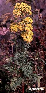 Attēlu rezultāti vaicājumam “Jacobaea vulgaris flower”