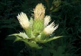 Attēlu rezultāti vaicājumam “Cirsium oleraceum”