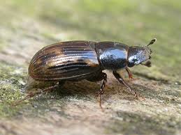 Attēlu rezultāti vaicājumam “Aphodius subterraneus”