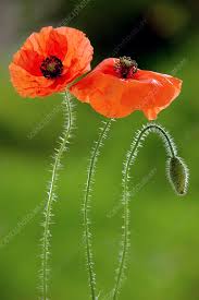 Image result for Papaver rhoeas