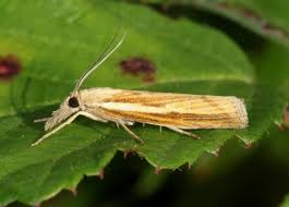 Attēlu rezultāti vaicājumam “Agriphila tristella”