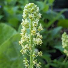Image result for Reseda luteola