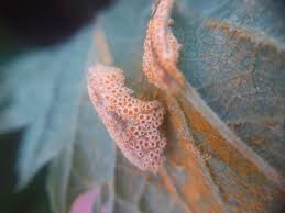 Attēlu rezultāti vaicājumam “Puccinia urticata”