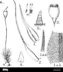 Attēlu rezultāti vaicājumam “Seligeria pusilla”