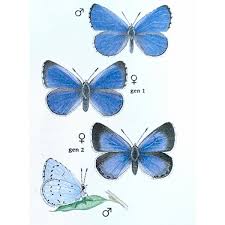 Attēlu rezultāti vaicājumam “Celastrina argiolus”