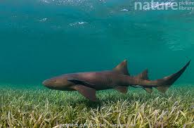 Image result for Ginglymostoma cirratum