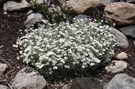 Image result for cerastium tomentosum
