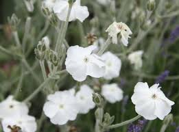 Image result for Lychnis coronaria alba