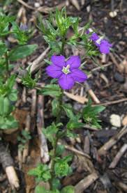 Image result for Legousia speculum-veneris