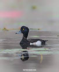 Attēlu rezultāti vaicājumam “Aythya fuligula male”