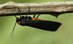 Attēlu rezultāti vaicājumam “Atolmis rubricollis”