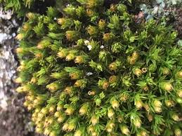 Attēlu rezultāti vaicājumam “Orthotrichum pumilum”