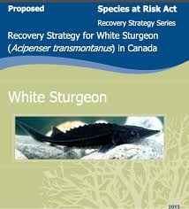 Image result for Acipenser transmontanus