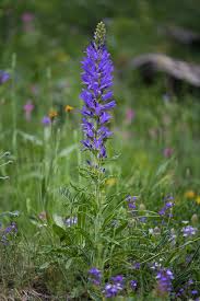Image result for Campanula spicata