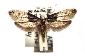 Attēlu rezultāti vaicājumam “Tineidae”