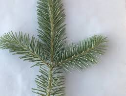 Attēlu rezultāti vaicājumam “Abies mariesii”