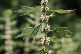 Attēlu rezultāti vaicājumam “Leonurus cardiaca leaf”