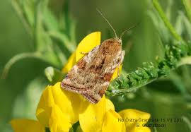 Attēlu rezultāti vaicājumam “Cryptocala chardinyi”