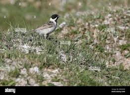 Image result for Emberiza pallasi