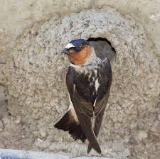 Image result for Petrochelidon pyrrhonota