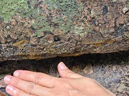 Attēlu rezultāti vaicājumam “Physarum pezizoideum stalked”