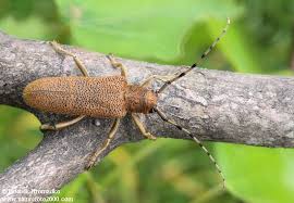 Attēlu rezultāti vaicājumam “Saperda carcharias”